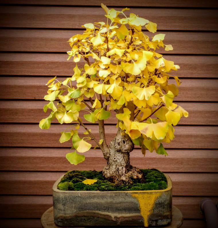 ginkgo biloba bonsai fall color