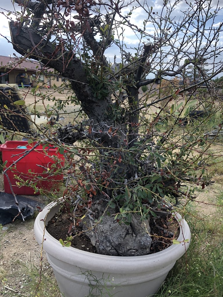 pyracantha bonsai large