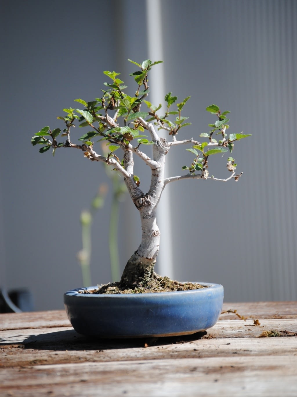 chinese-elm-1 chinese elm bonsai for sale