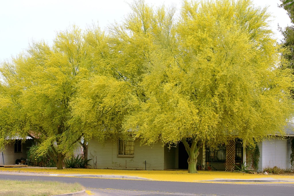 palo verde, arizona state tree