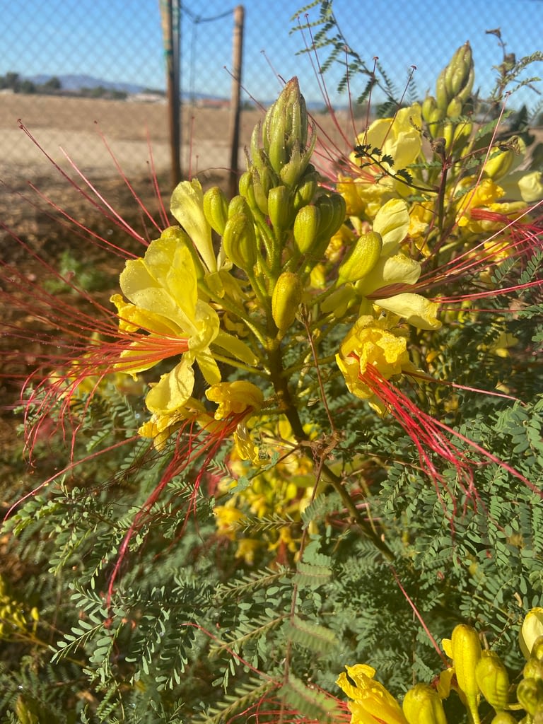 desert bird of paradise yellow flower