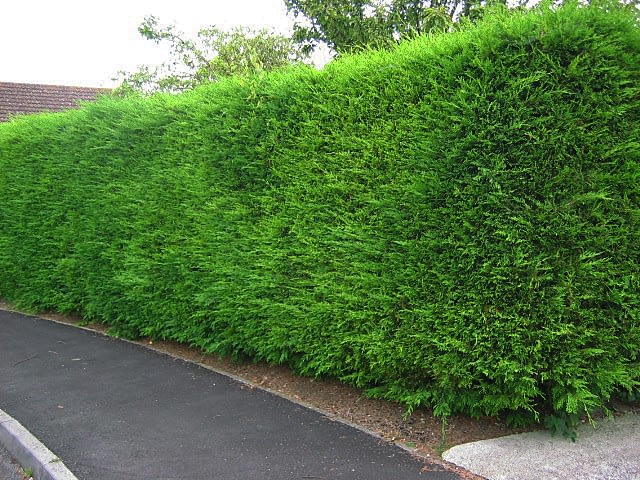 privacy screen hedge leyland cypress