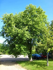 Silver Maple
