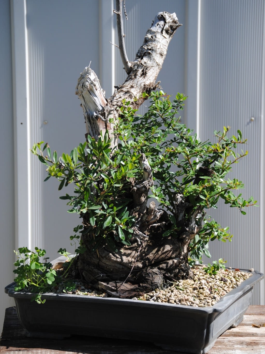 pyracantha-bonsai-2 Pyracantha bonsai for sale