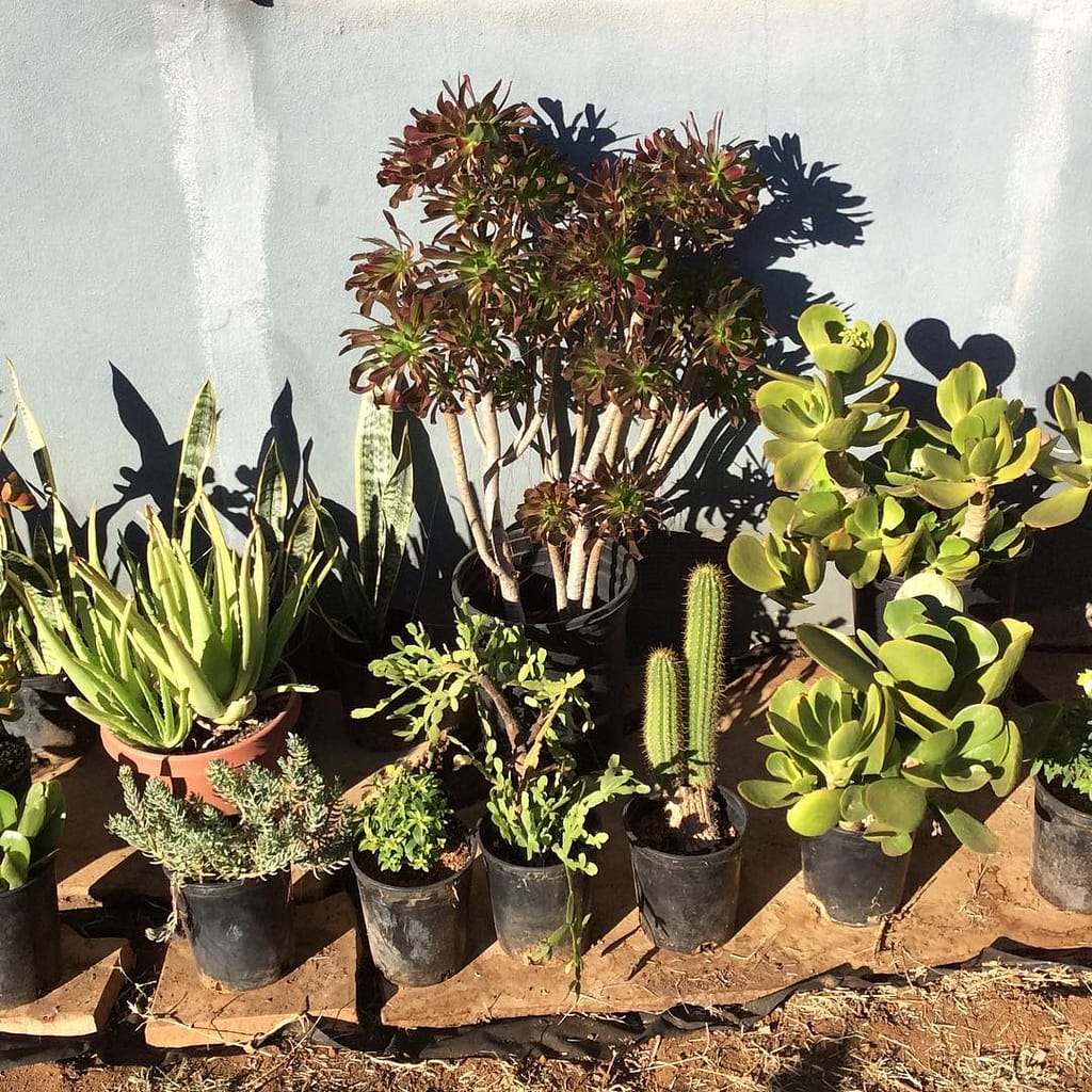 succulents in pots