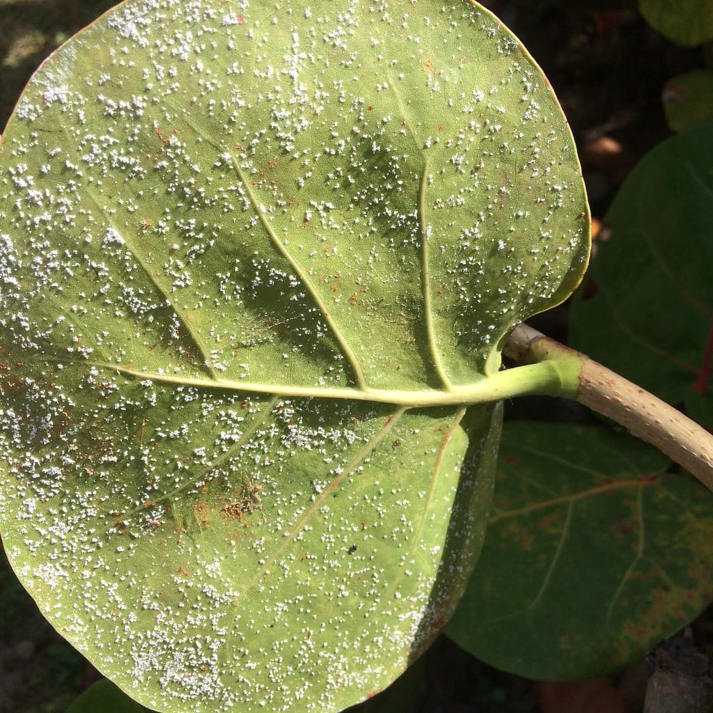 Whiteflies On Leaf