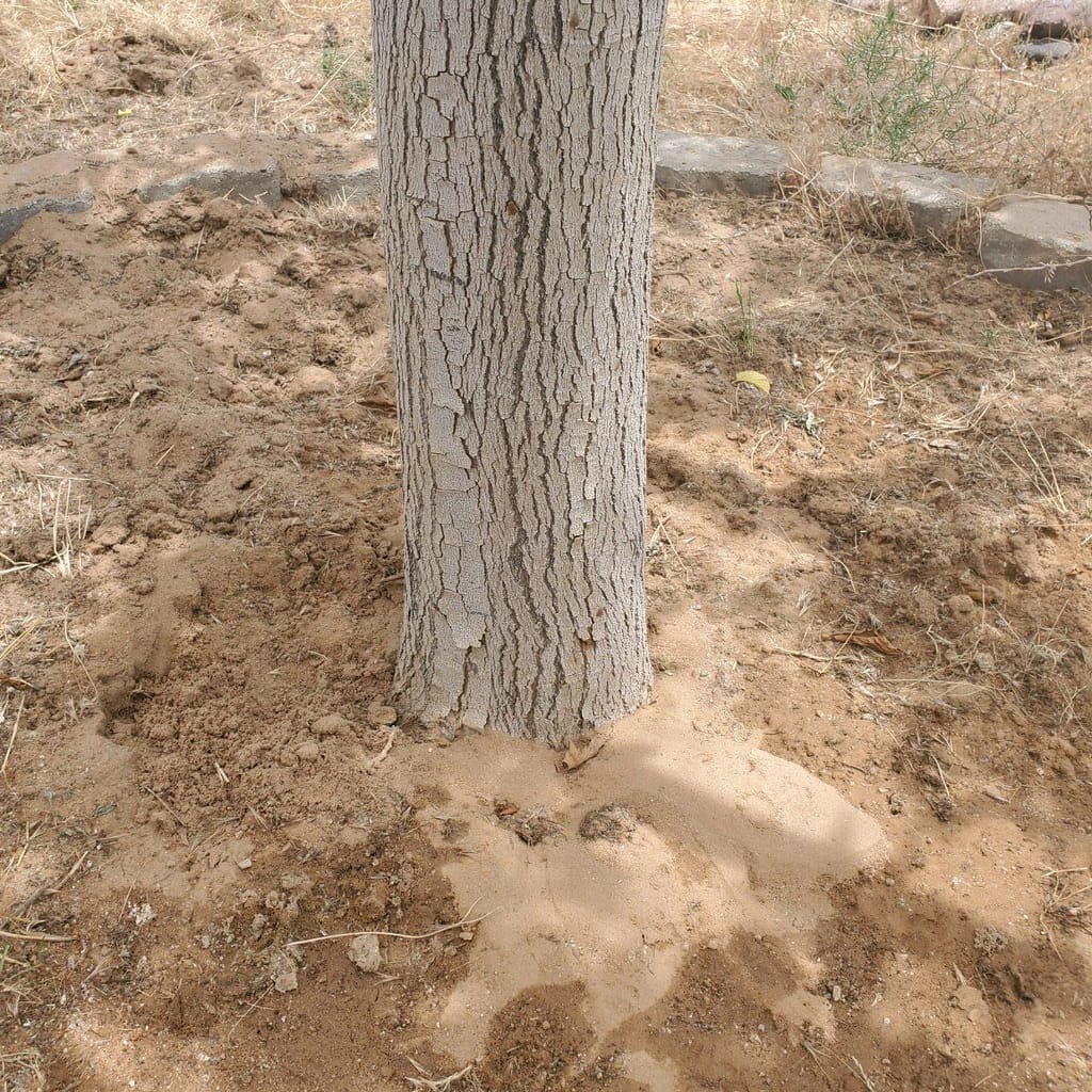 tree planted too deeply