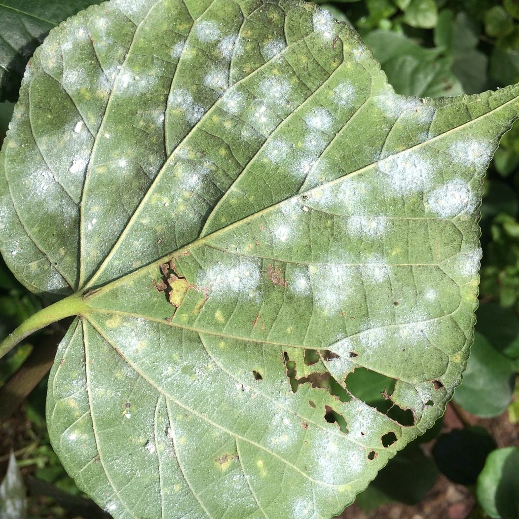 Whitefly Deposits Under Leaf