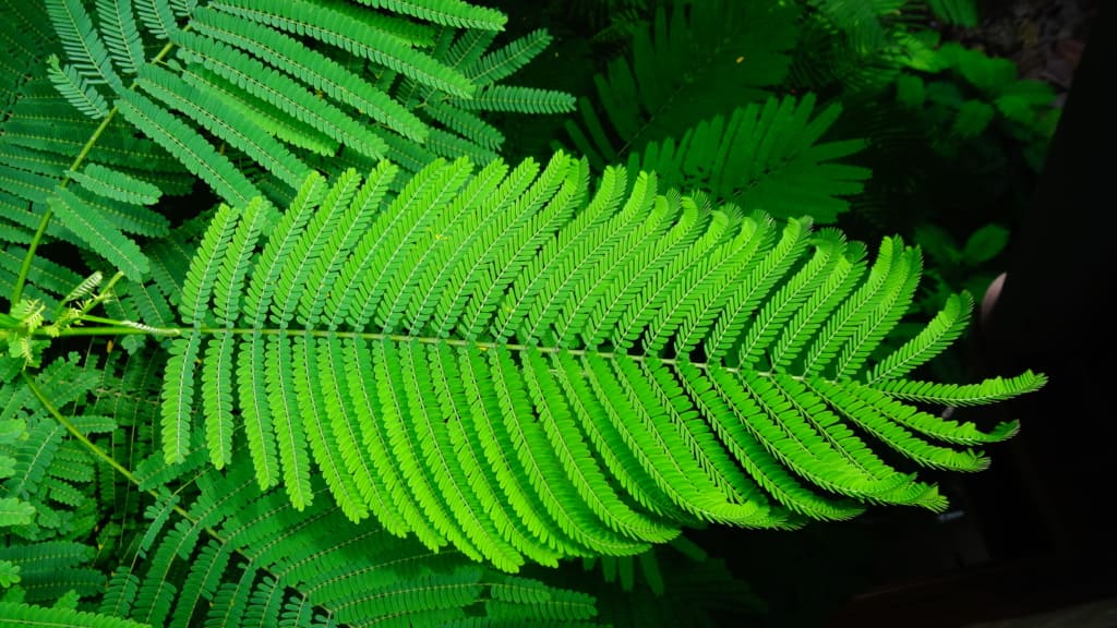 gulmohar (delonix regia) leaves