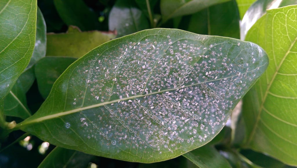 Whitefly Infestation