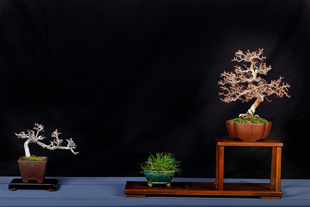 Corkbark Elm Catlin Elm Display Bonsai