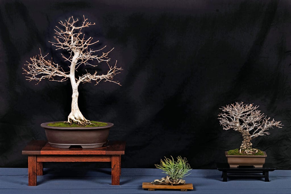 Corkbark Elm Trident Maple Display Bonsai