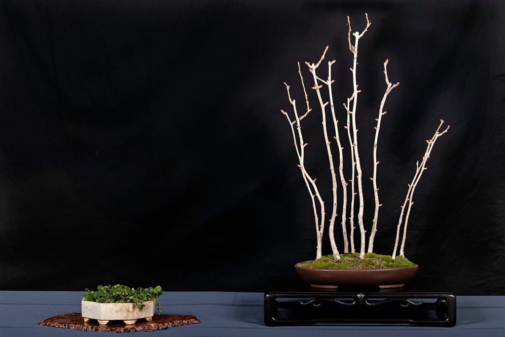 Ginkgo Bonsai Forest Planting Display