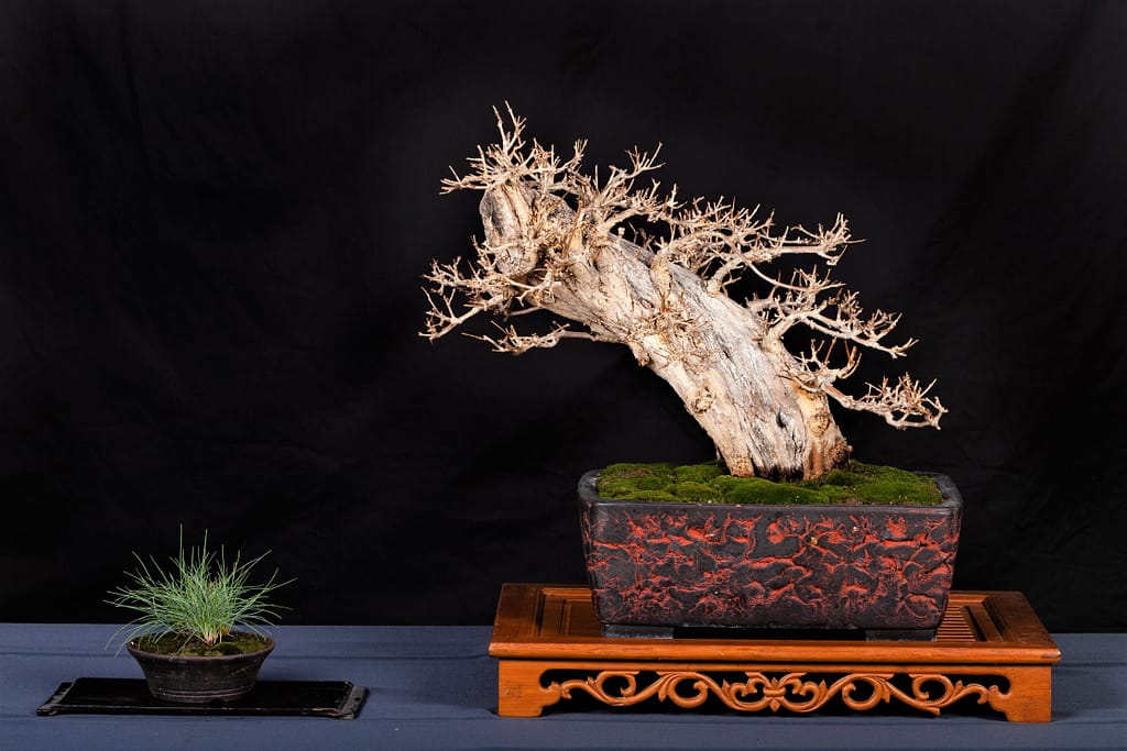 Pomegranate Bonsai Display