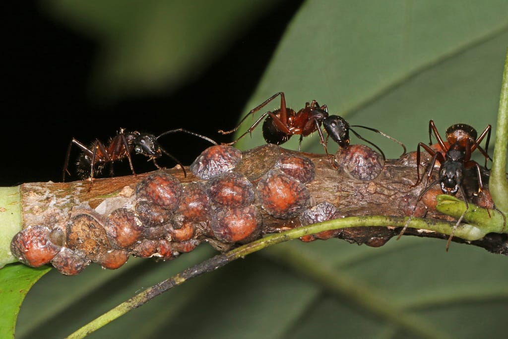 ant tending to scale insect 