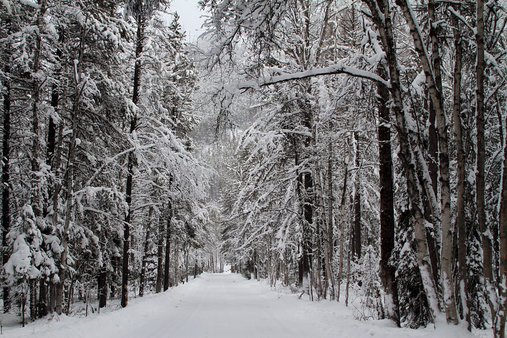Winter Deciduous Forest Cold Damage
