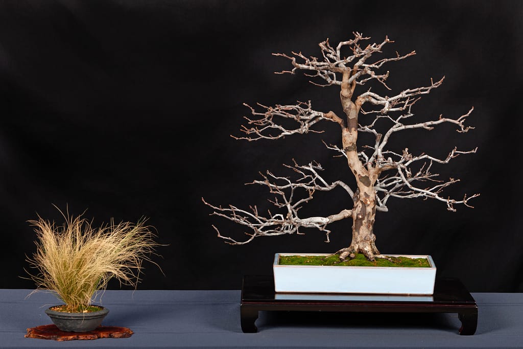 Chinese Quince Bonsai Display Ted Matson