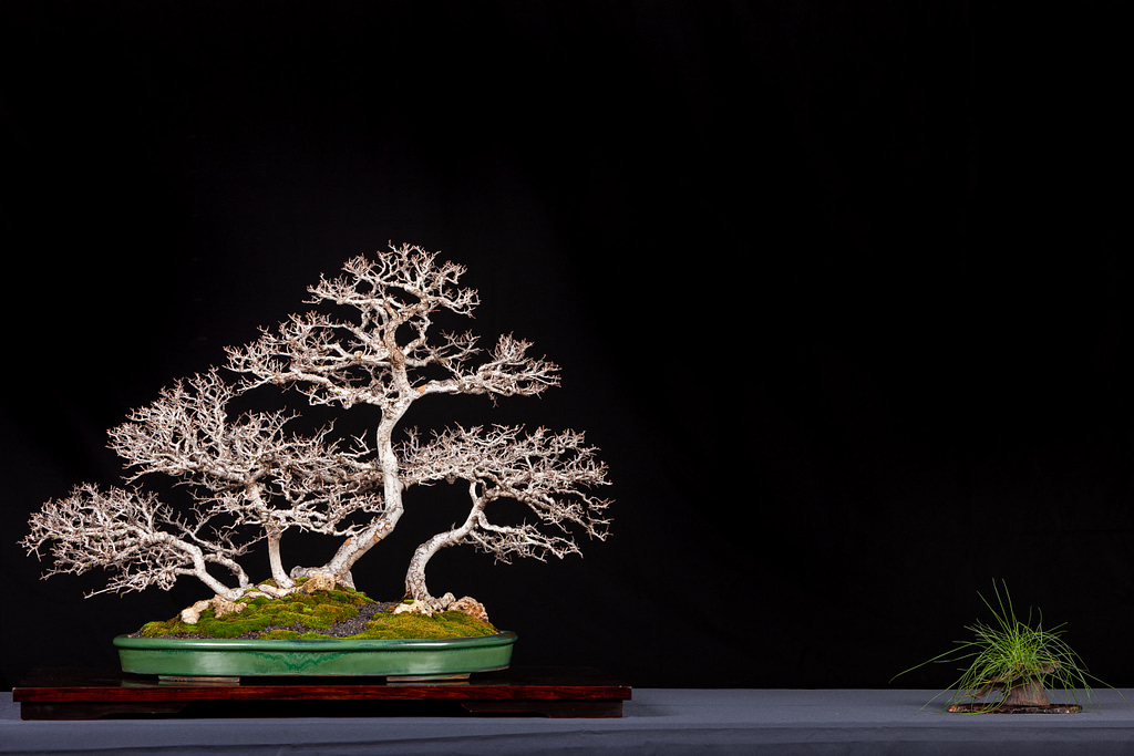 catlin elm bonsai display forest