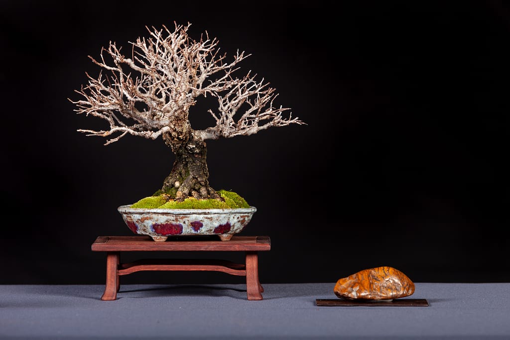 corkbark chinese elm bonsai display shohin