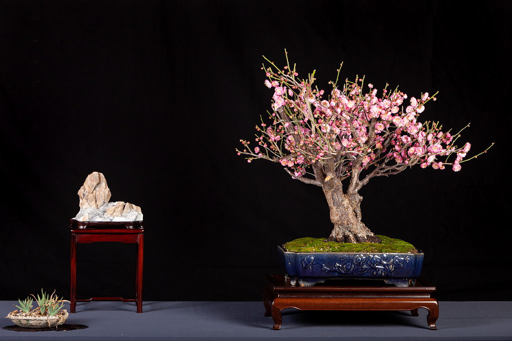 ume bonsai display flowering