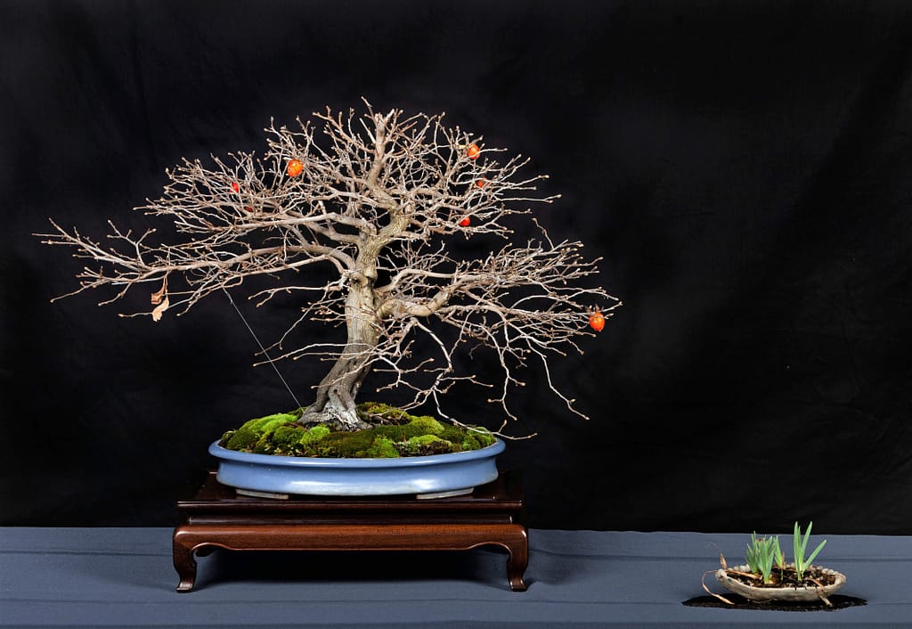 Persimmon Bonsai Tree Winter Display
