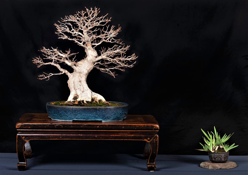 Trident Maple Bonsai Display