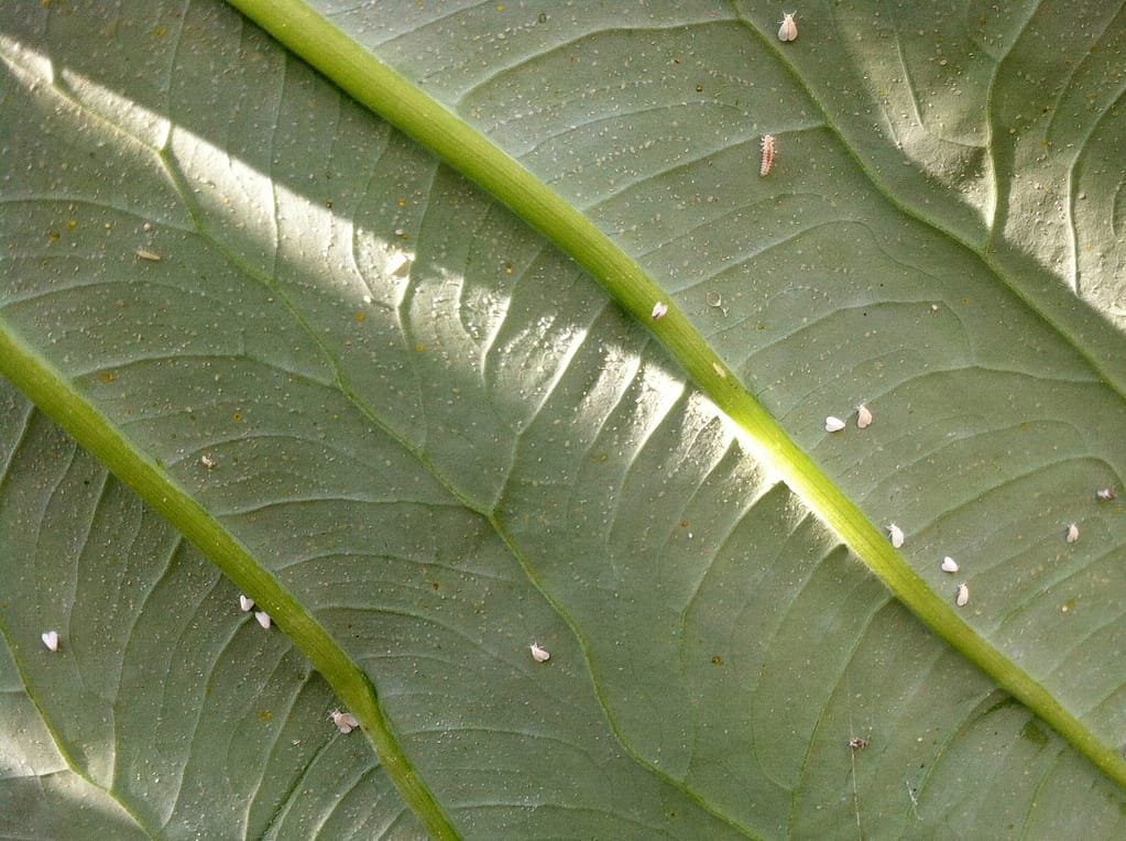 Whitefly Adults On Leaf
