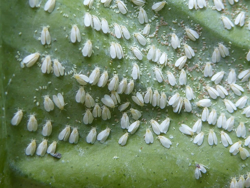 Whiteflies Up Close