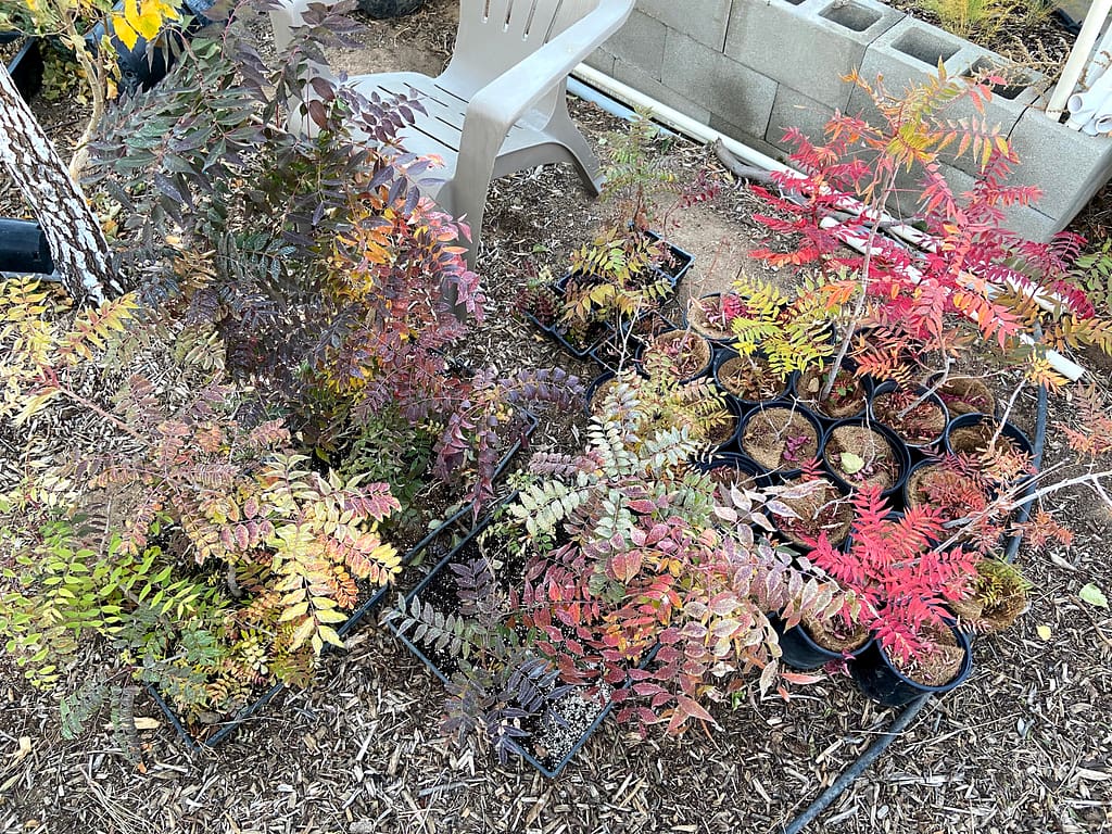 Chinese Pistache Fall Color 6