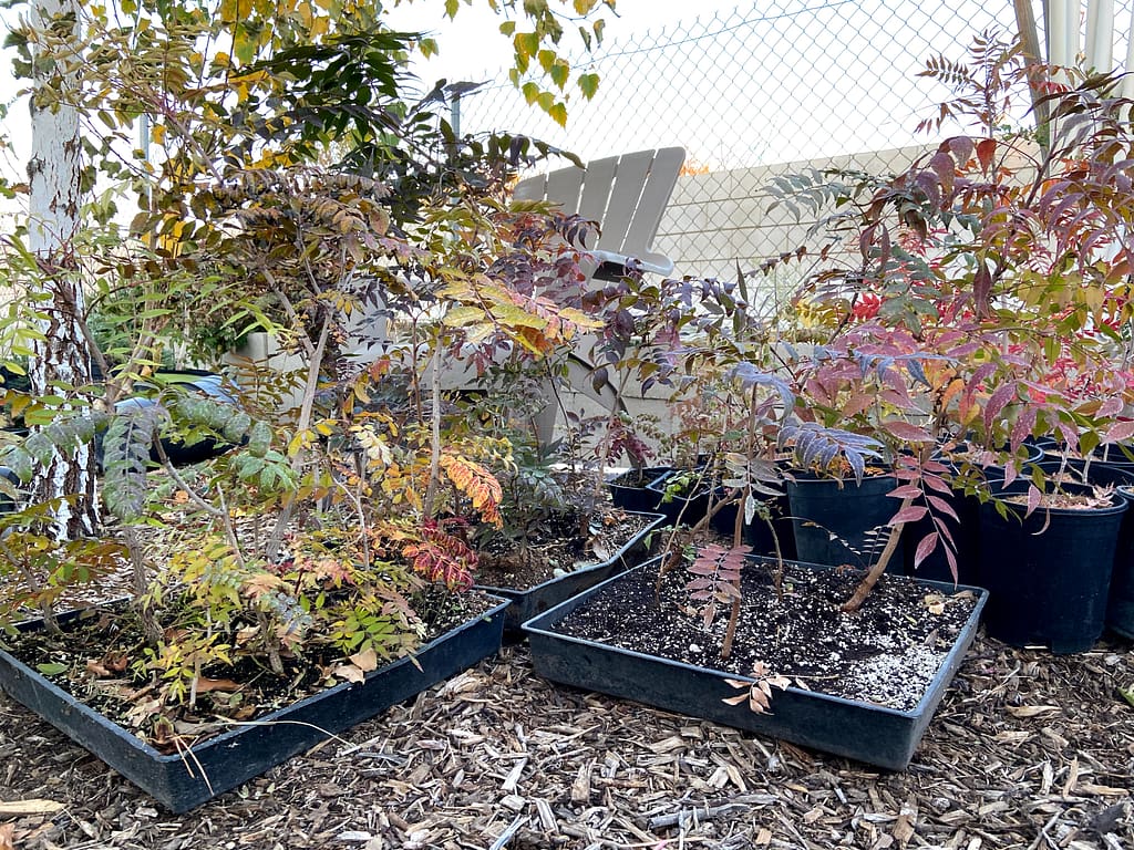 Chinese Pistache Fall Color 7