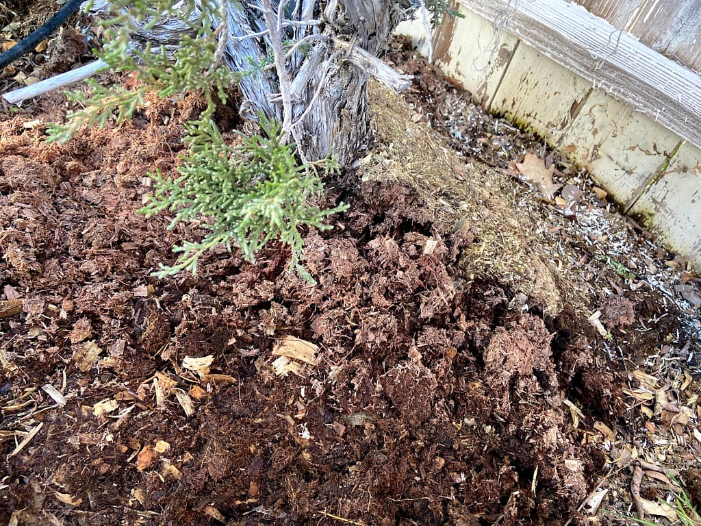 california juniper sawdust bed recovery bonsai