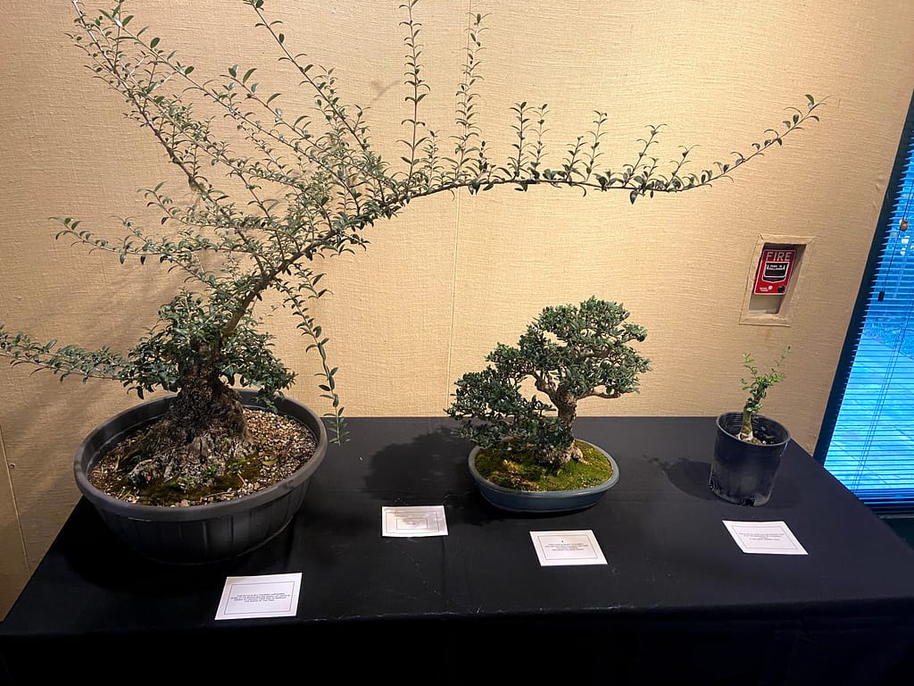olive bonsai display at bonsai-a-thon 2020