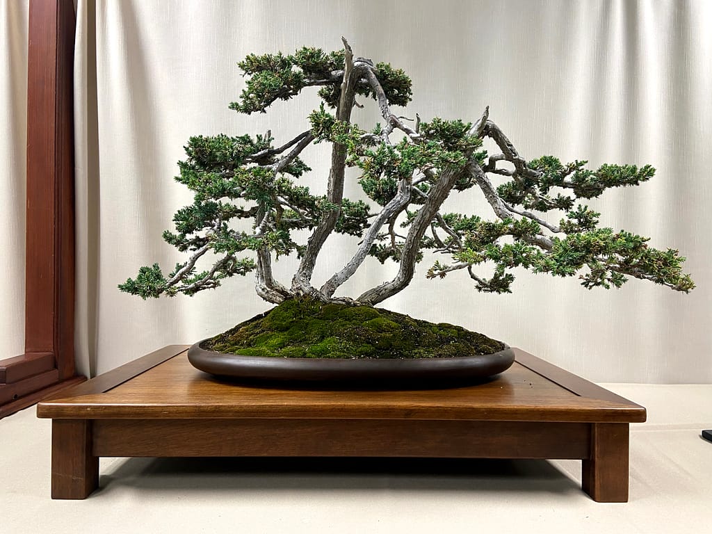 foemina juniper bonsai multi trunk raft
