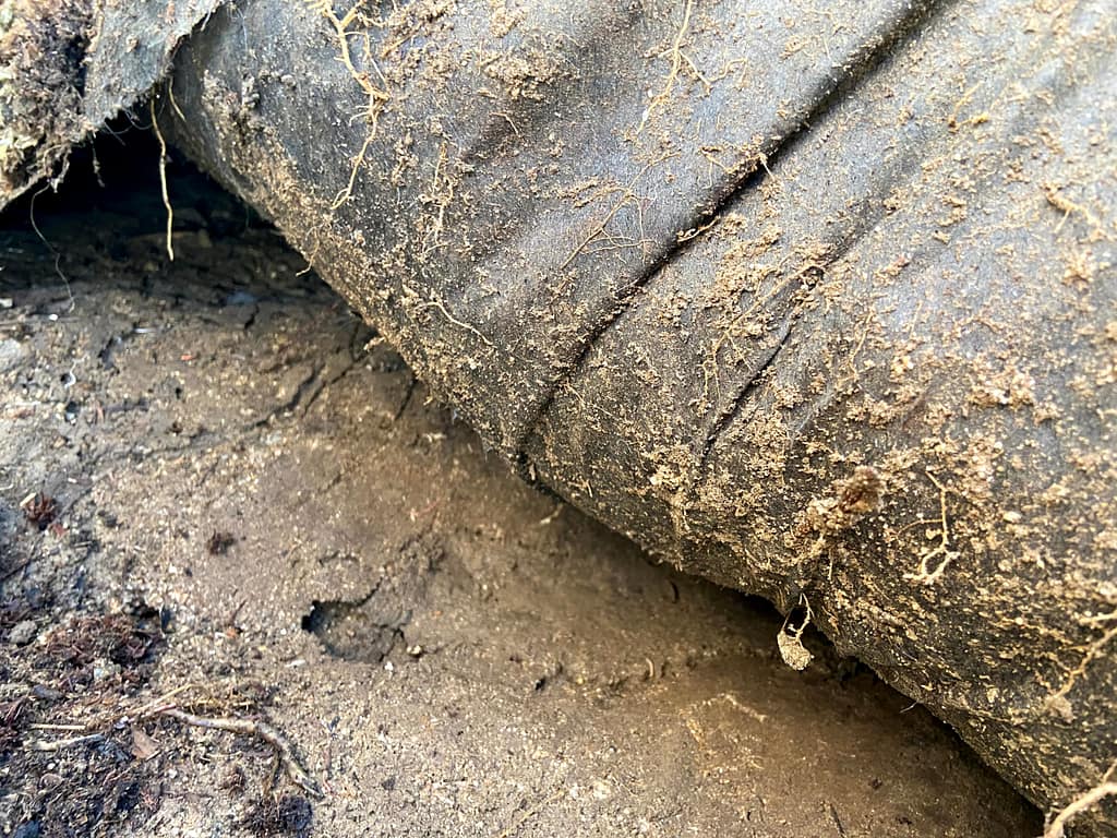 california juniper sawdust bed roots growing through weed barrier