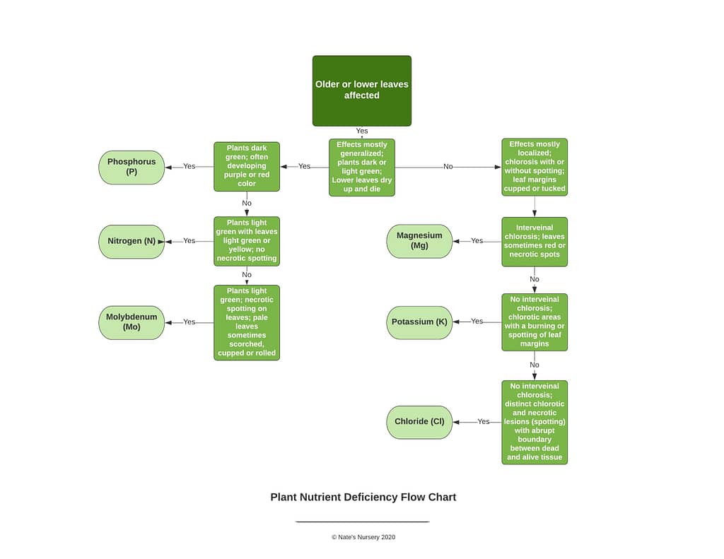 plant nutrient deficiency flow chart