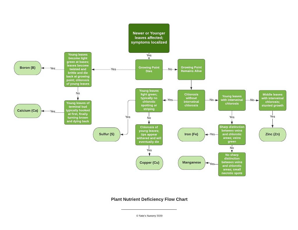 plant nutrient deficiency flow chart