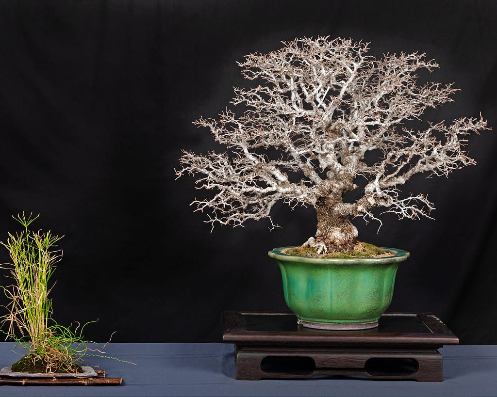 Catlin Elm Bonsai Display Bob Pressler