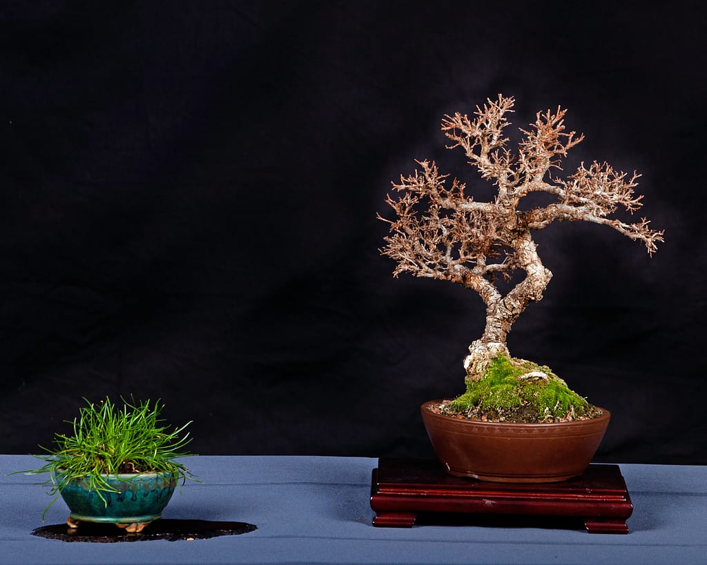 Corkbark Catlin Elm Bonsai Display