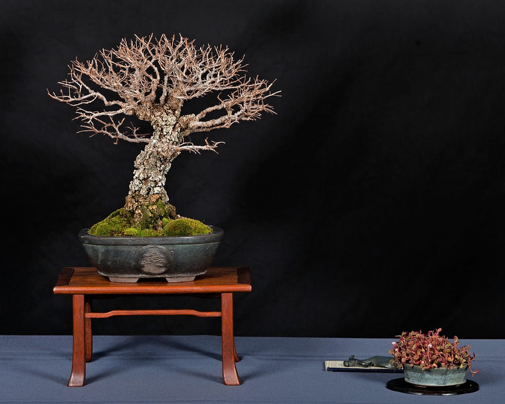 Corkbark Chinese Elm Bonsai Display
