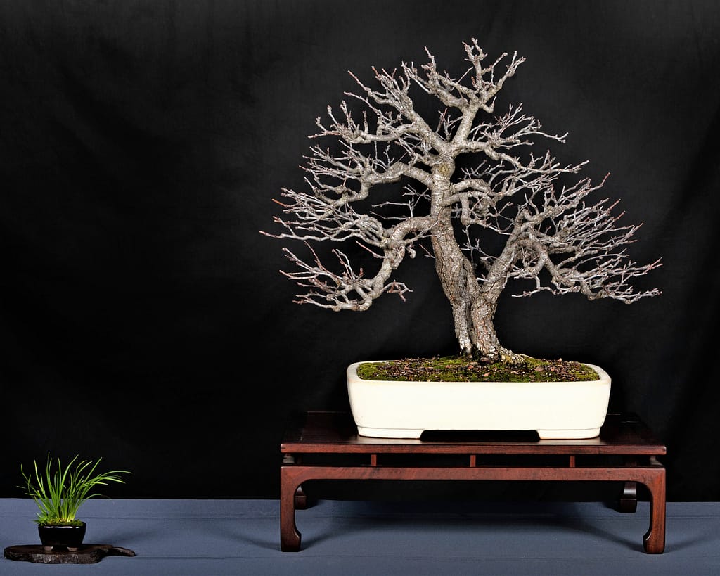 Flowering Plum Prunus Bonsai Display Winter Silhouette