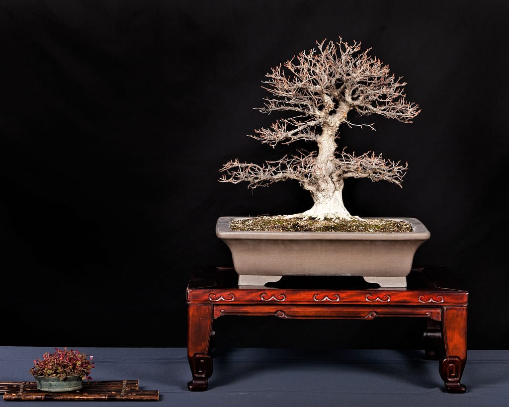 Korean Hornbeam Bonsai Display Exhibition