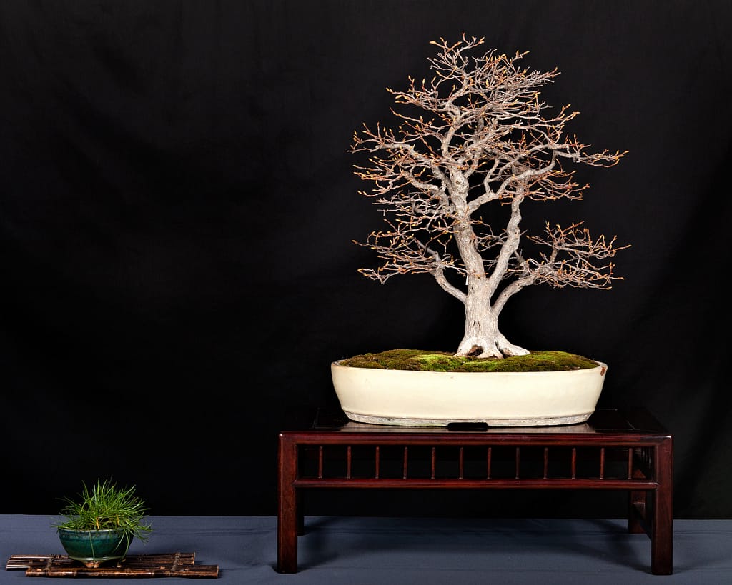 Korean Hornbeam Bonsai Winter Silhouette Display