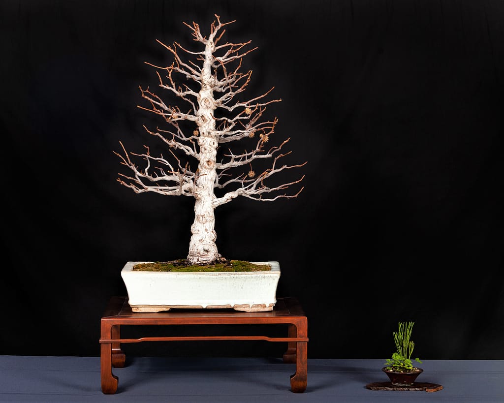 Liquidambar Orientalis Bonsai Display Winter Silhouette