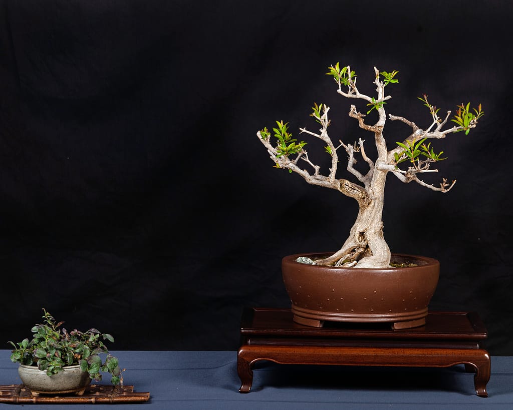 Twisted Pomegranate Bonsai Display