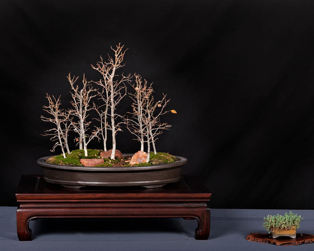 Zelkova Serrata Bonsai Forest Planting Display