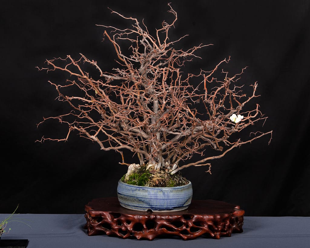 Contorted Quince Bonsai Display