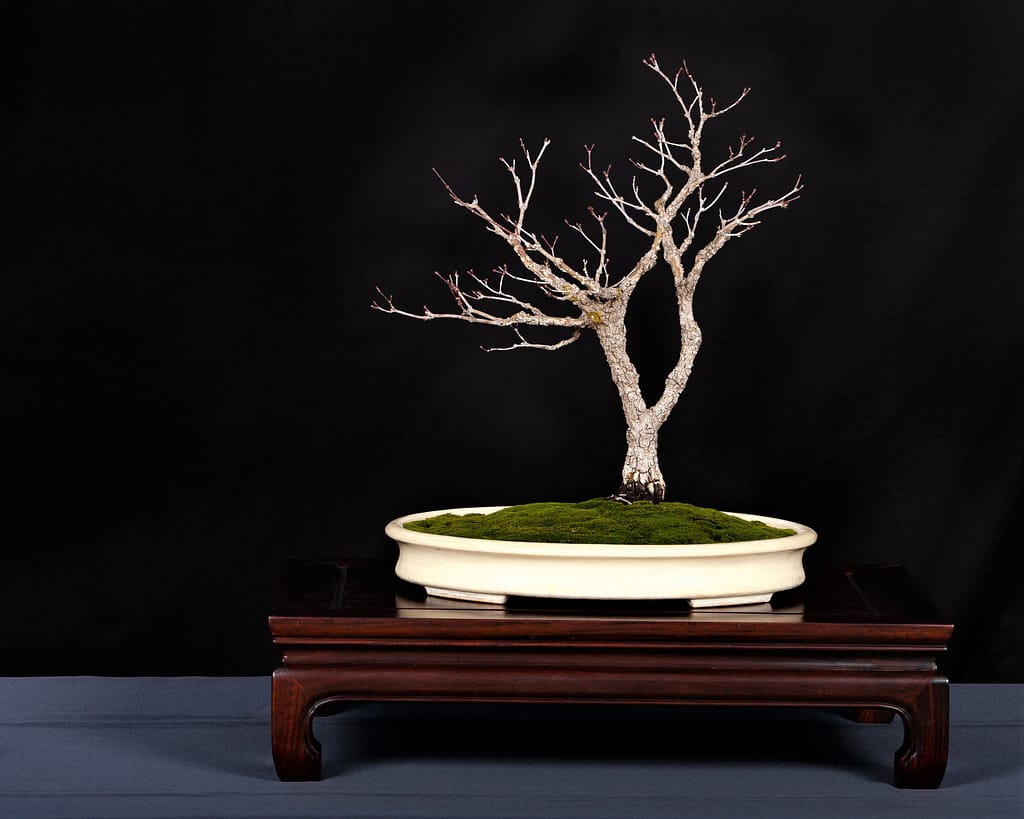 Pinebark Maple Bonsai Display