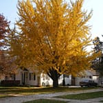 Ginkgo Tree Fall Color