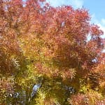 raywood ash fall colors