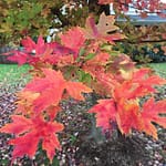 Freeman's Maple Leaf Fall Color Autumn Fantasy Maple